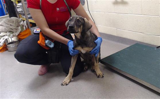 Shelter Stray Male Dog last seen Near BLOCK W BAYAUD AVE, DENVER CO 80223, 1241 W Bayaud Ave, Denver, CO 80223, USA