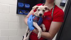 Shelter Stray Male Dog last seen Near BLOCK W BAYAUD AVE, DENVER CO 80223, 1241 W Bayaud Ave, Denver, CO 80223, USA