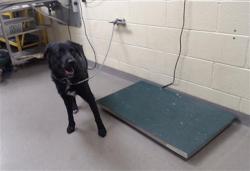 Shelter Stray Male Dog last seen Near BLOCK W BAYAUD AVE, DENVER CO 80223, 1241 W Bayaud Ave, Denver, CO 80223, USA