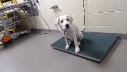 Shelter Stray Male Dog last seen Near BLOCK W BAYAUD AVE, DENVER CO 80223, 1241 W Bayaud Ave, Denver, CO 80223, USA
