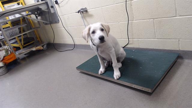 Shelter Stray Male Dog last seen Near BLOCK W BAYAUD AVE, DENVER CO 80223, 1241 W Bayaud Ave, Denver, CO 80223, USA