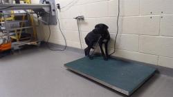 Shelter Stray Female Dog last seen Near BLOCK W BAYAUD AVE, DENVER CO 80223, 1241 W Bayaud Ave, Denver, CO 80223, USA