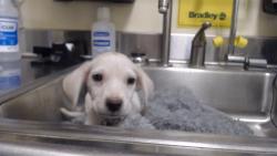 Shelter Stray Male Dog last seen Near BLOCK W BAYAUD AVE, DENVER CO 80223, 1241 W Bayaud Ave, Denver, CO 80223, USA
