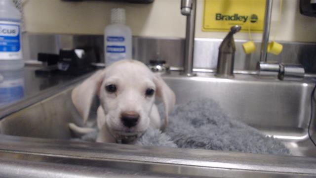 Shelter Stray Male Dog last seen Near BLOCK W BAYAUD AVE, DENVER CO 80223, 1241 W Bayaud Ave, Denver, CO 80223, USA