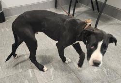 Shelter Stray Male Dog last seen , 2080 S Quebec St, Denver, CO 80231, USA