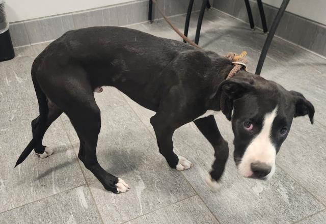 Shelter Stray Male Dog last seen , 2080 S Quebec St, Denver, CO 80231, USA