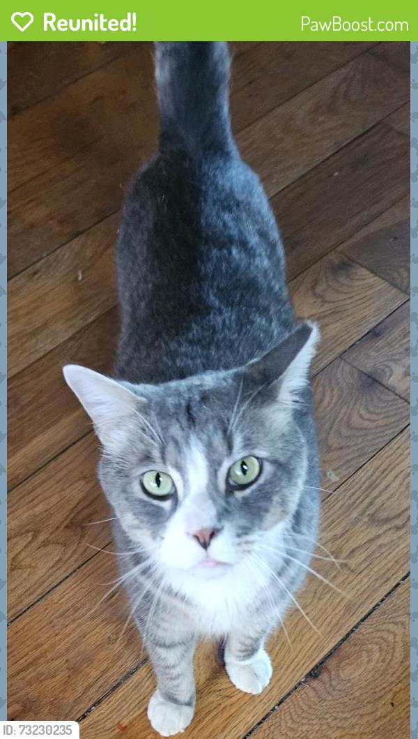 Reunited Male Cat last seen Near Cold Spring Road, Middle River, MD 21220