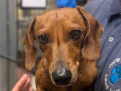Shelter Stray Male Dog last seen , 5821 Sweetwater Rd, Bonita, CA 91902, USA