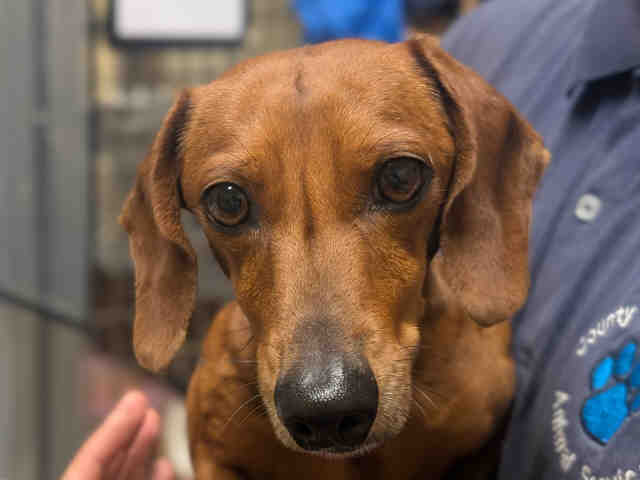 Shelter Stray Male Dog last seen , 5821 Sweetwater Rd, Bonita, CA 91902, USA