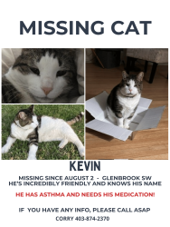 Lost Male Cat last seen Glenbrook, Calgary, AB T3E 3P6