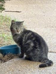 Found/Stray Male Cat last seen Pleasant Ridge/Ricks Rd, Arlington, TN 38002