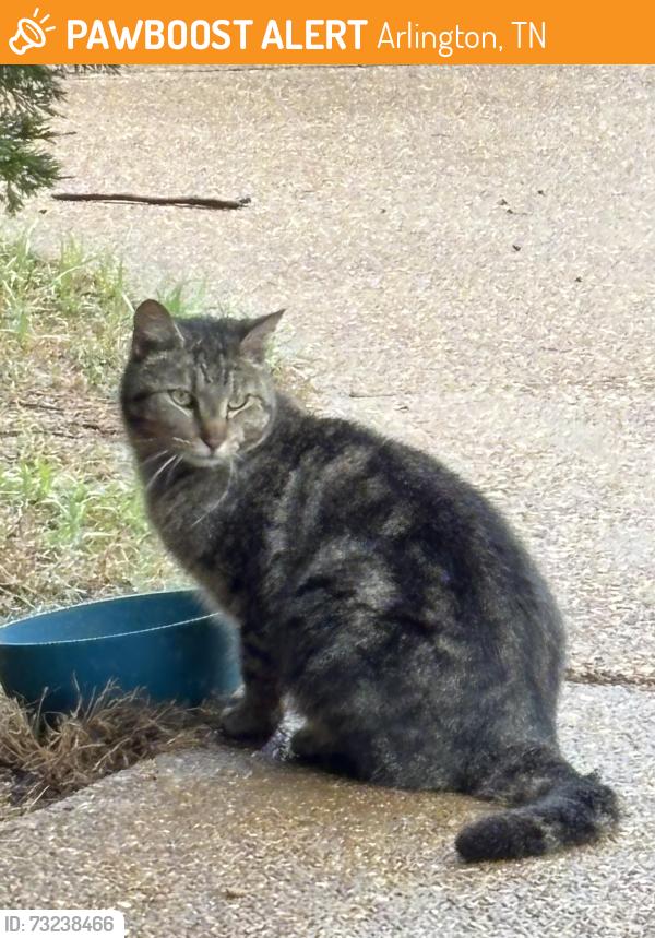 Found/Stray Male Cat last seen Pleasant Ridge/Ricks Rd, Arlington, TN 38002