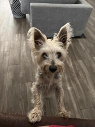 Reunited Male Dog last seen Last seen in Highgrove in a neighborhood, Grand Terrace, CA 92313
