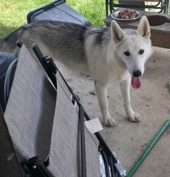Reunited Female Dog last seen Binz Engelman & Foster Rd, Northeast Side, TX 78109