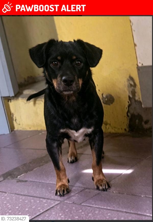 Lost Male Dog last seen Próximo a Rua Elói Mendes 4a sapopemba, Jardim Paraguacu, SP 