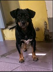 Lost Male Dog last seen Próximo a Rua Elói Mendes 4a sapopemba, Jardim Paraguacu, SP 