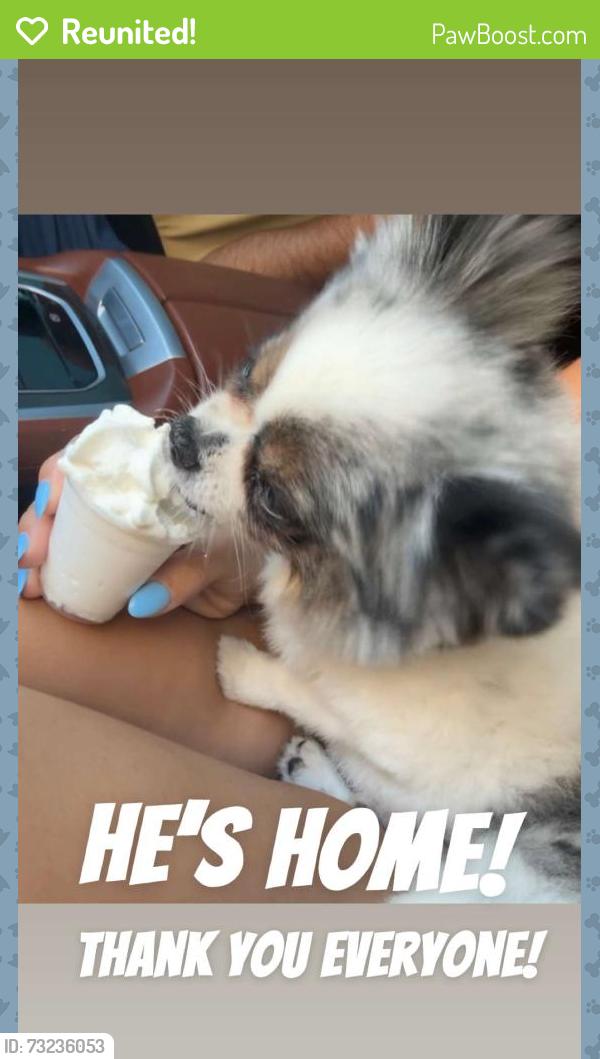 Reunited Male Dog last seen Between west Walmart and HEB, Odessa, TX 79763