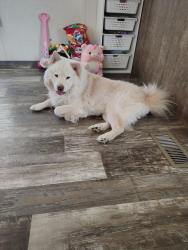 Reunited Male Dog last seen Tower Terrace trailer park, Hiawatha, IA 52233
