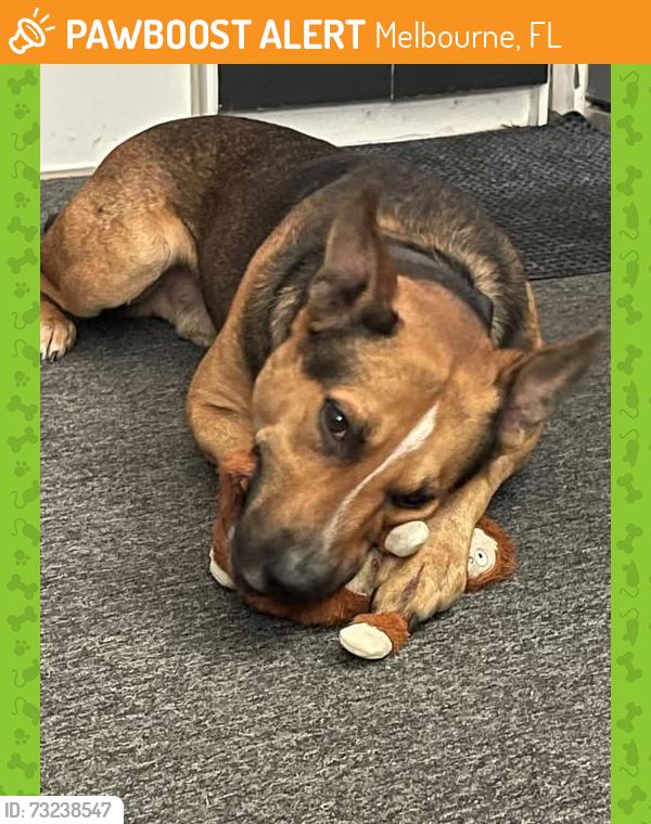 Found/Stray Male Dog last seen Albert Ave & Post Rd, Melbourne, FL 32935