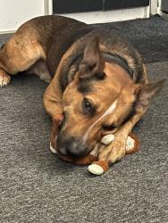 Found/Stray Male Dog last seen Albert Ave & Post Rd, Melbourne, FL 32935