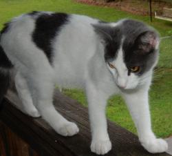 Lost Male Cat last seen 51st street and 52nd Street , St.Elmo Neighborhood, Chattanooga, TN 37409