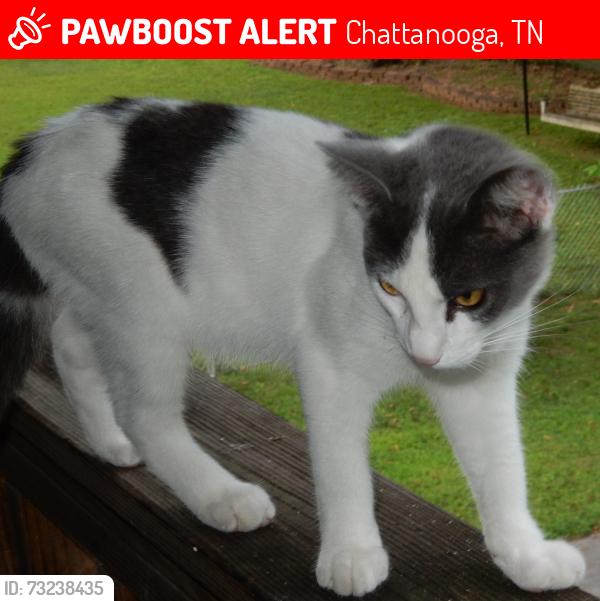 Lost Male Cat last seen 51st street and 52nd Street , St.Elmo Neighborhood, Chattanooga, TN 37409