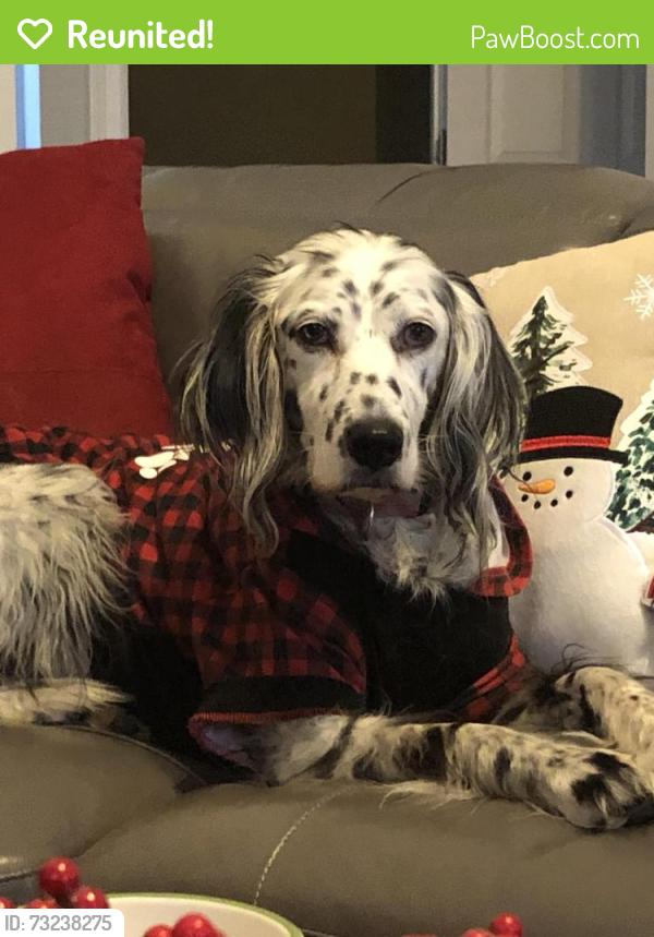 Reunited Female Dog last seen Nantes Court and Dryden, Spring Hill, TN 37174
