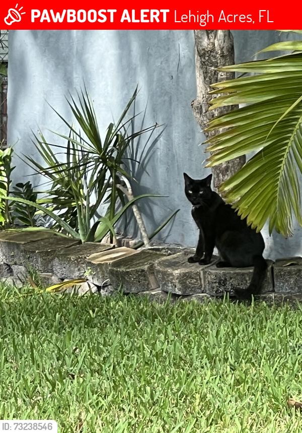 Lost Female Cat last seen 5th st sw, Lehigh Acres, FL 33976