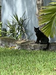 Lost Female Cat last seen 5th st sw, Lehigh Acres, FL 33976