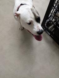 Reunited Female Dog last seen Plaza 290 & Mueschke Road, Plaza 290, TX 77377
