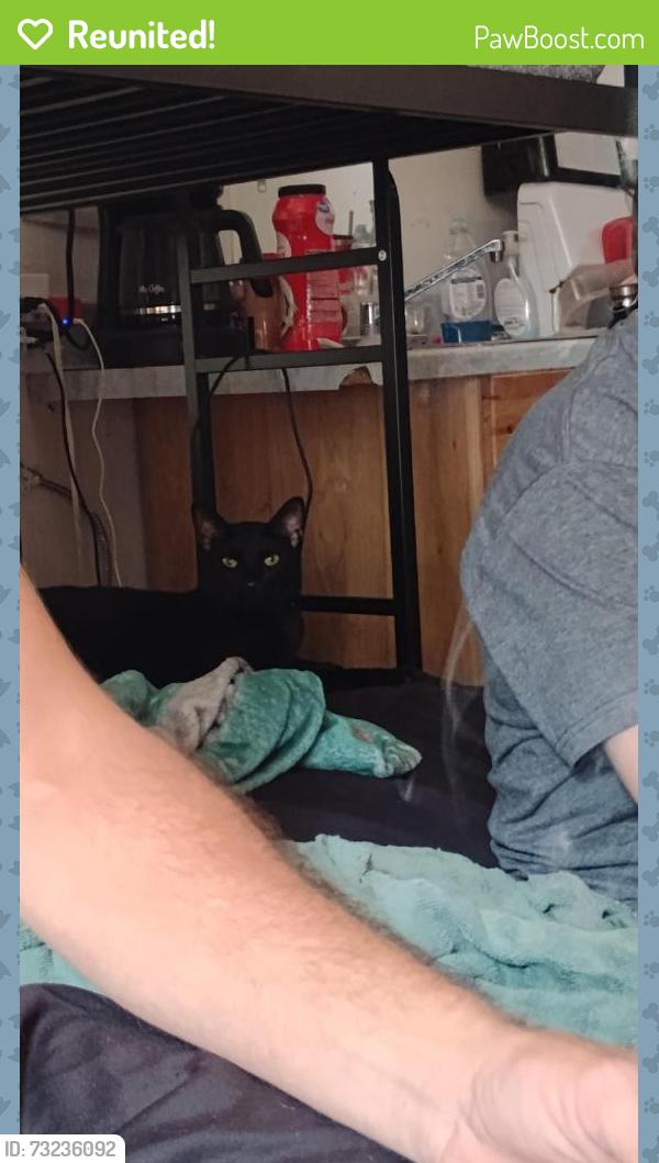 Reunited Male Cat last seen Don Tyson / S Thompson, Springdale, AR 72764
