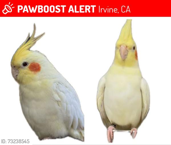 Lost Unknown Bird last seen Near 115 Awning,Portola Springs,Irvine,CA 92618, Irvine, CA 92618