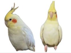 Lost Unknown Bird last seen Near 115 Awning,Portola Springs,Irvine,CA 92618, Irvine, CA 92618