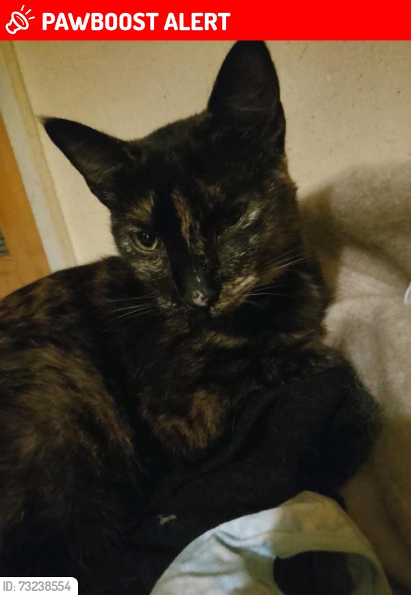 Lost Female Cat last seen Silver oyds wortley, West Yorkshire, England LS12 4QS