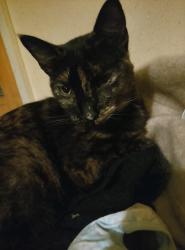 Lost Female Cat last seen Silver oyds wortley, West Yorkshire, England LS12 4QS