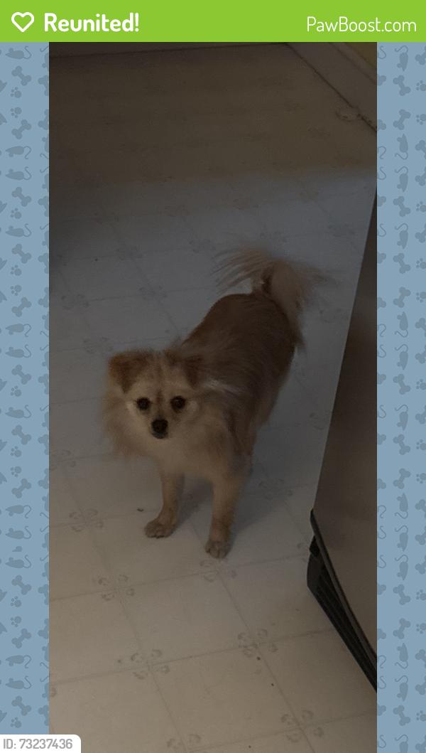 Reunited Female Dog last seen Bonita and Baseline, Highland, CA 92346