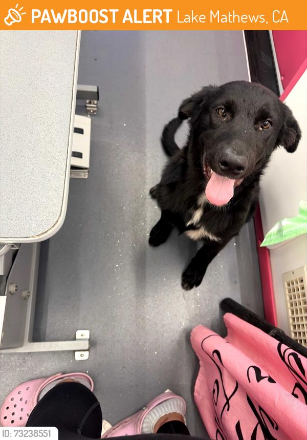 Found/Stray Male Dog last seen Cajalco Road & Wood Road, Lake Mathews, CA 92570