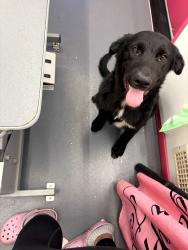 Found/Stray Male Dog last seen Cajalco Road & Wood Road, Lake Mathews, CA 92570