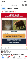 Lost Male Cat last seen Willis Louisville Ohio, Louisville, OH 44641