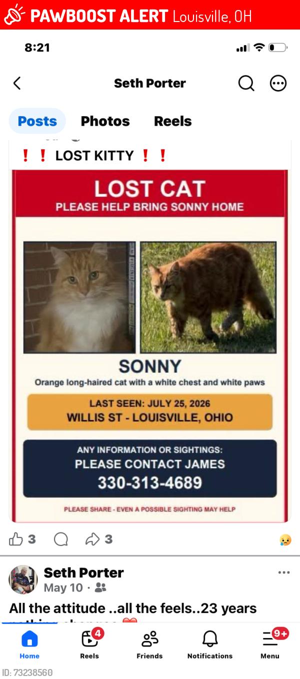 Lost Male Cat last seen Willis Louisville Ohio, Louisville, OH 44641