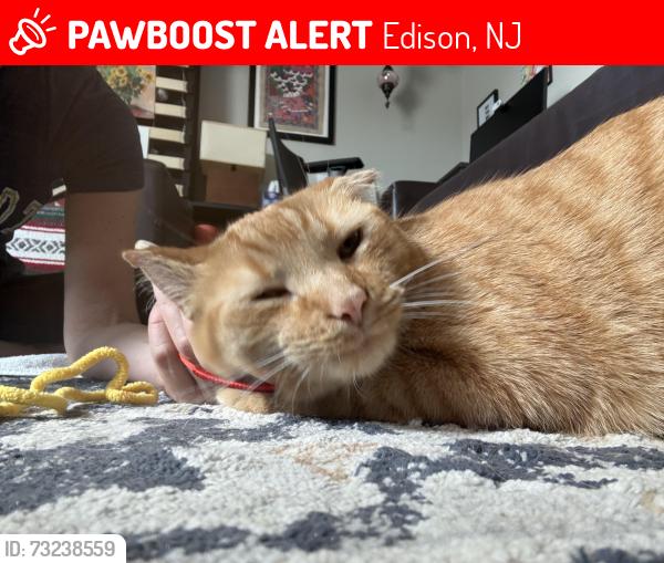 Lost Male Cat last seen Kimble St and Redwood Ave, Edison, NJ 08817