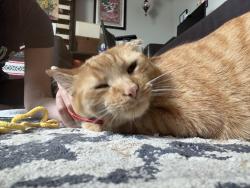 Lost Male Cat last seen Kimble St and Redwood Ave, Edison, NJ 08817