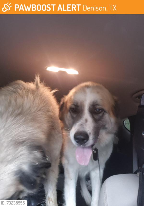 Found/Stray Unknown Dog last seen Arthur Rd and Devoigne, Denison, TX 75021