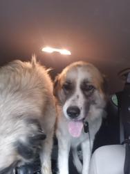 Found/Stray Unknown Dog last seen Arthur Rd and Devoigne, Denison, TX 75021