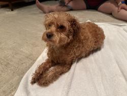 Reunited Male Dog last seen Springfield Dr and summerford dr, Dunwoody, GA 30338