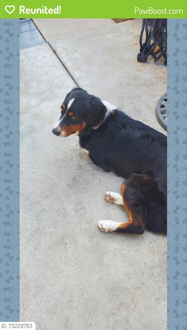 Reunited Female Dog last seen Linwood Place & Magnolia, Riverside, CA 92506