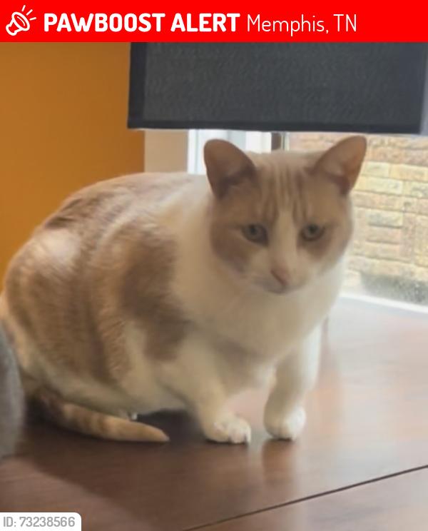 Lost Male Cat last seen Court St, Avant St, Poplar Ave, Memphis, TN 38104