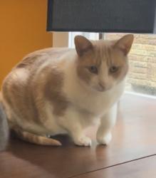 Lost Male Cat last seen Court St, Avant St, Poplar Ave, Memphis, TN 38104