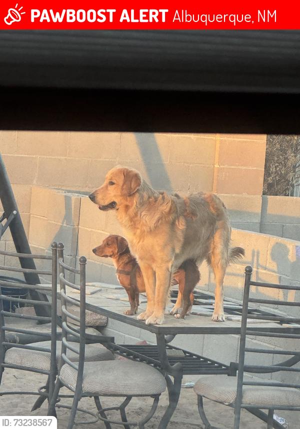 Lost Male Dog last seen Westgate community park, Albuquerque, NM 87121