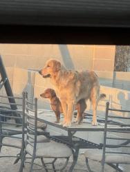 Lost Male Dog last seen Westgate community park, Albuquerque, NM 87121